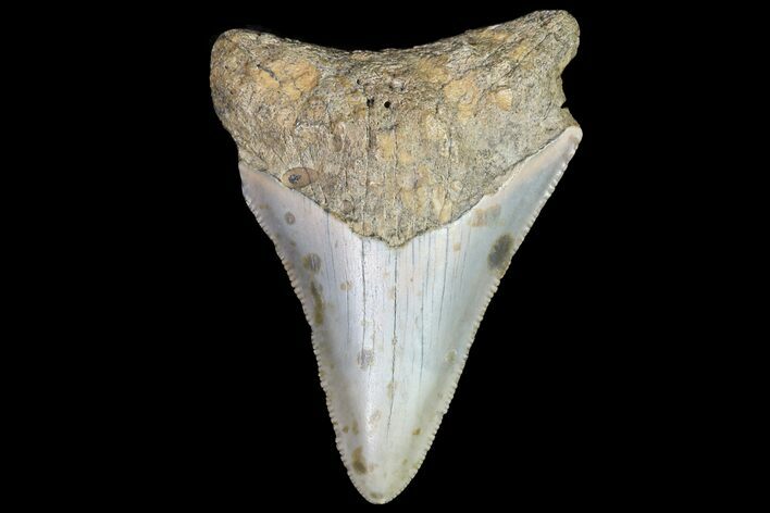 Bargain, Megalodon Tooth - North Carolina #76325